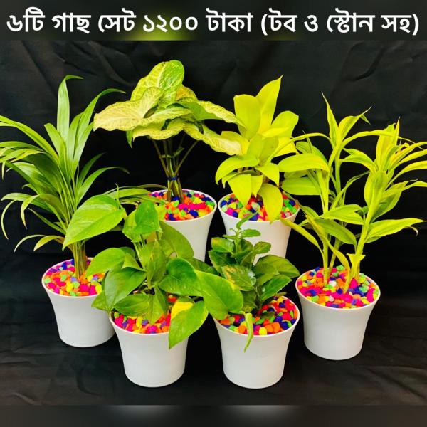লাকি ব্যাম্ব